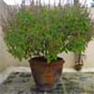 Remedies of Tulsi Tree
